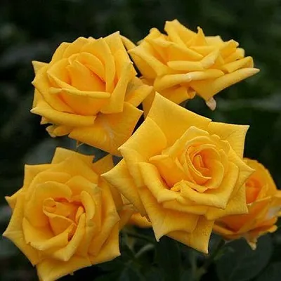 Саженцы роз ШАНИ спрей  Саженцы роз ШАНИ спрей в Краснодаре