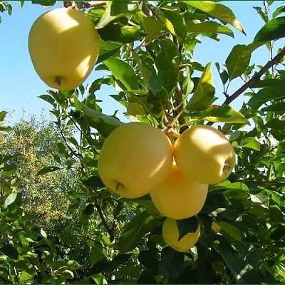 Яблоня ГОЛДЕН МИЛЛЕНИУМ в Краснодаре