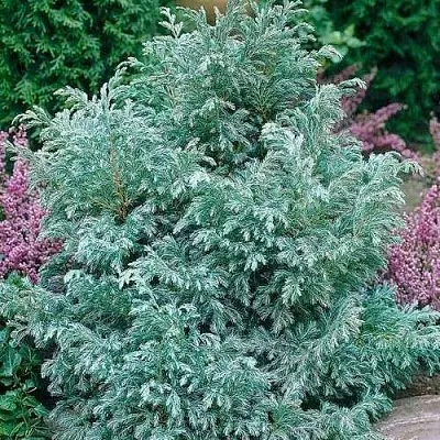 Кипарисовик БУЛЕВАРД горохоплодный  Кипарисовик БУЛЕВАРД горохоплодный в Краснодаре