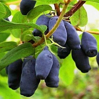 Жимолость съедобная МОСКОВСКАЯ в Краснодаре