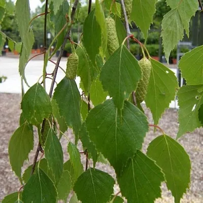 Береза ФАСЦИНЕЙШЕН белая   Береза ФАСЦИНЕЙШЕН белая  в Краснодаре