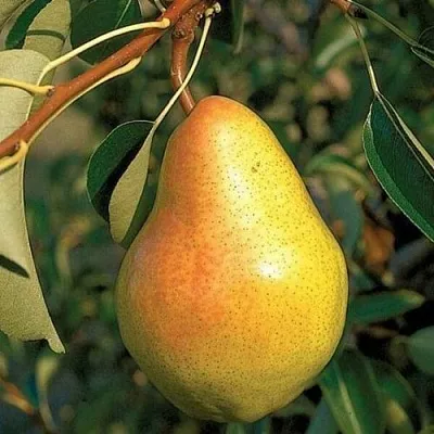 Груша ВЕЛЕСА в Краснодаре