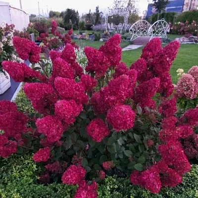 Гортензия САМАРСКАЯ ЛИДИЯ метельчатая  Гортензия САМАРСКАЯ ЛИДИЯ метельчатая в Краснодаре