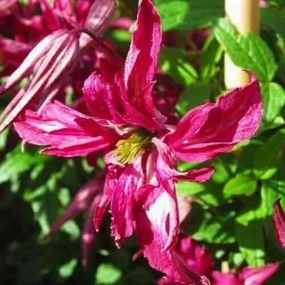 Клематис РОЗАЛИН  Клематис РОЗАЛИН в Краснодаре