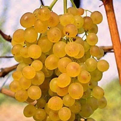 Виноград КИШМИШ КОКТЕЙЛЬ  Виноград КИШМИШ КОКТЕЙЛЬ в Краснодаре