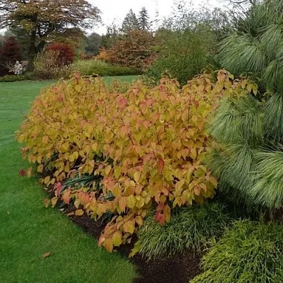Дерен  АННА ВИНТЕР ОРАНЖ кроваво-красный    Дерен  АННА ВИНТЕР ОРАНЖ кроваво-красный   в Краснодаре