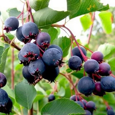 саженцы ирги саженцы ирги