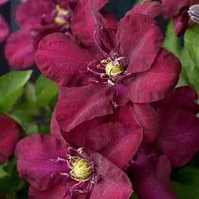 Клематис ЯН III СОБЕСКИ  Клематис ЯН III СОБЕСКИ в Краснодаре