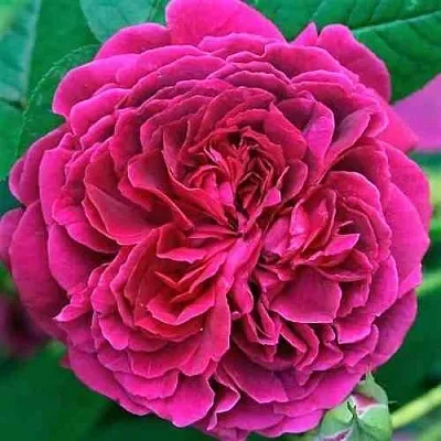 Саженцы роз ВИЛЬЯМ ШЕКСПИР английская  Саженцы роз ВИЛЬЯМ ШЕКСПИР английская в Краснодаре