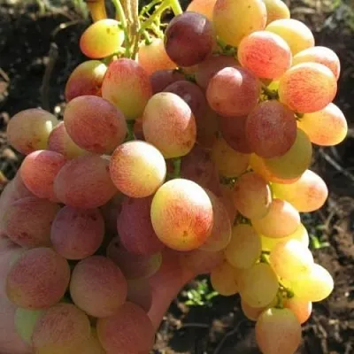 Виноград ТАСОН  Виноград ТАСОН в Краснодаре