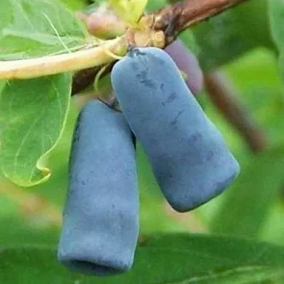 Жимолость съедобная ЗИНРИ в Краснодаре