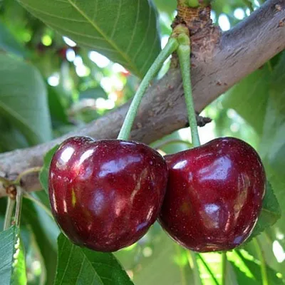 Черешня СЮБАРОВСКАЯ в Краснодаре