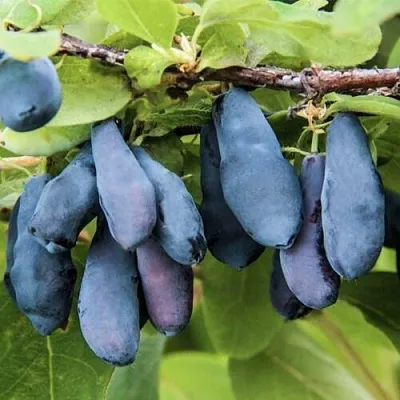 Жимолость съедобная СИБИРЯЧКА  Жимолость съедобная СИБИРЯЧКА в Краснодаре