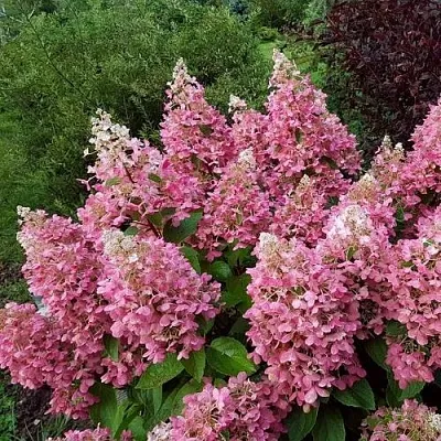 Гортензия ПИНКИ ВИНКИ метельчатая  Гортензия ПИНКИ ВИНКИ метельчатая в Краснодаре