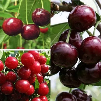 Комплект ВИШНЕВЫЙ САД в Краснодаре