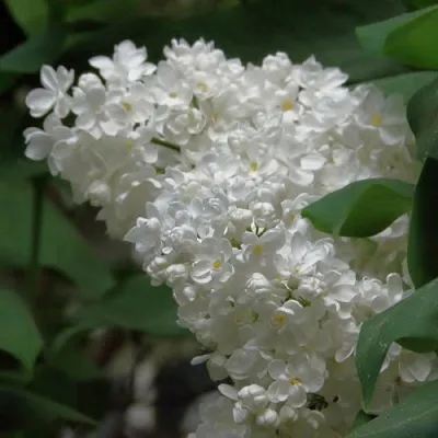 Сирень РУССКИЙ СЕВЕР  Сирень РУССКИЙ СЕВЕР в Краснодаре