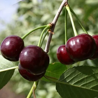 Вишня ЖАДАНА  Вишня ЖАДАНА в Краснодаре