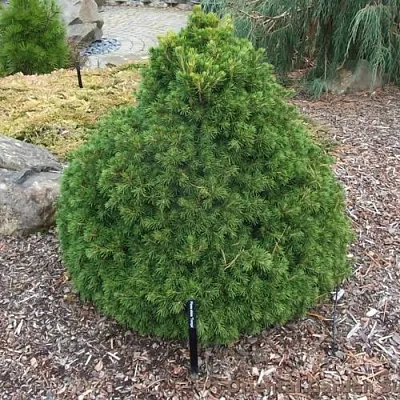 Ель ТОМПА обыкновенная  Ель ТОМПА обыкновенная в Краснодаре