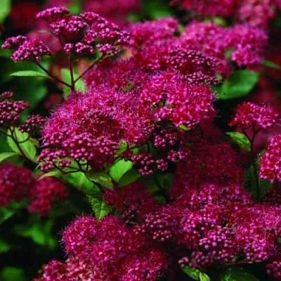 Спирея АНТОНИ ВАТЕРЕР японская  Спирея АНТОНИ ВАТЕРЕР японская в Краснодаре