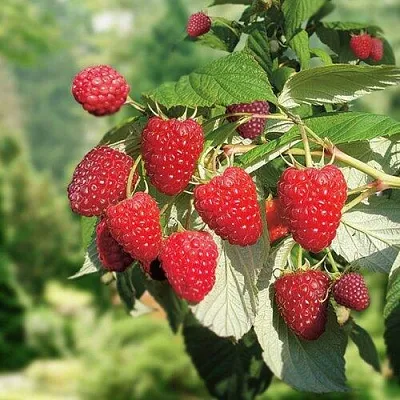 Малина РУБИФОЛ в Краснодаре