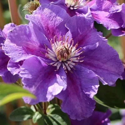 Клематис АШВА  Клематис АШВА в Краснодаре