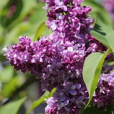 Сирень ИЗОБИЛИЕ  Сирень ИЗОБИЛИЕ в Краснодаре