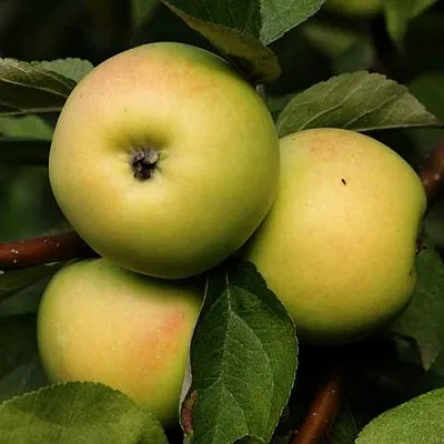 Яблоня ДАНИЛА  Яблоня ДАНИЛА в Краснодаре