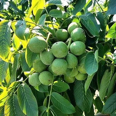 Грецкий орех  ИЗЯЩНЫЙ в Краснодаре