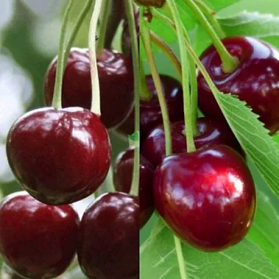 Комплект ВИШНЕВЫЙ ТАНДЕМ в Краснодаре