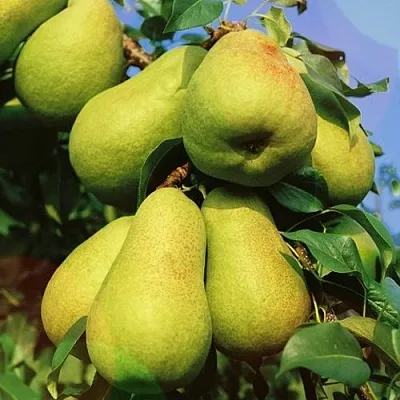 Груша НЕЖНОСТЬ колонновидная	  Груша НЕЖНОСТЬ колонновидная	 в Краснодаре