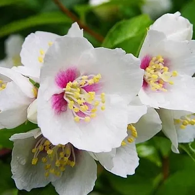 Жасмин БЕЛЬ ЭТУАЛЬ  Жасмин БЕЛЬ ЭТУАЛЬ в Краснодаре