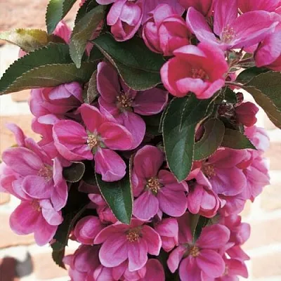 Яблоня ЗЕЛЁНЫЙ БУКЕТ декоративная  Яблоня ЗЕЛЁНЫЙ БУКЕТ декоративная в Краснодаре