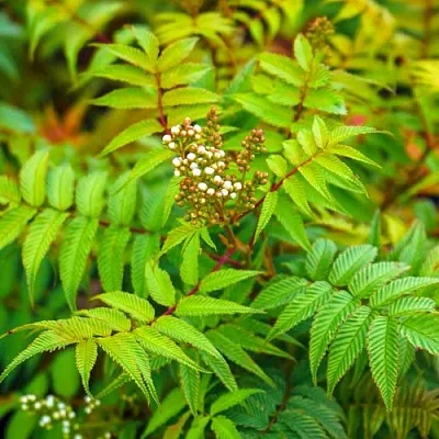 Рябинник в Краснодаре