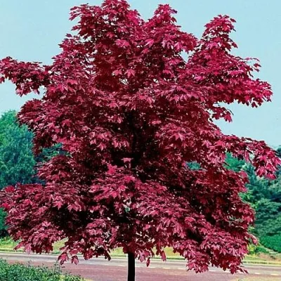 Клен КРИМСОН КИНГ остролистный  Клен КРИМСОН КИНГ остролистный в Краснодаре