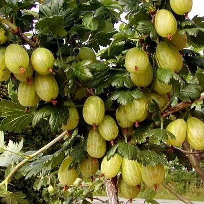 Крыжовник ИНВИКТА в Краснодаре