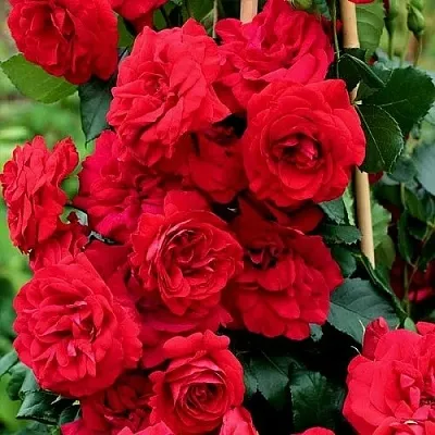 Саженцы роз АМАДЕУС плетистая  Саженцы роз АМАДЕУС плетистая в Краснодаре