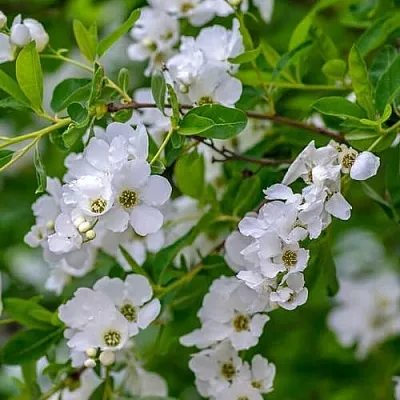 Экзохорда в Краснодаре