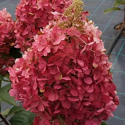 Гортензия КАНДЕЛАЙТ метельчатая  Гортензия КАНДЕЛАЙТ метельчатая в Краснодаре