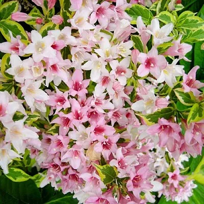 Вейгела САННИ ПРИНЦЕСС в Краснодаре