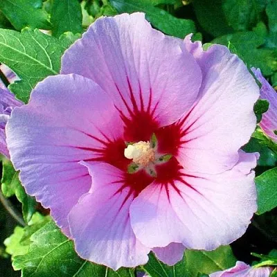 Гибискус ПИНК ФЛИРТ сирийский  Гибискус ПИНК ФЛИРТ сирийский в Краснодаре