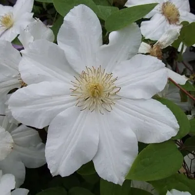 Клематис в Краснодаре