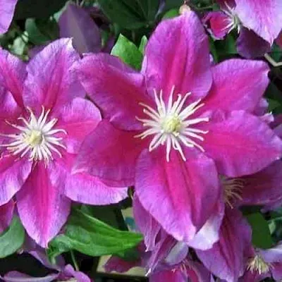 Клематис ХАНИЯ  Клематис ХАНИЯ в Краснодаре