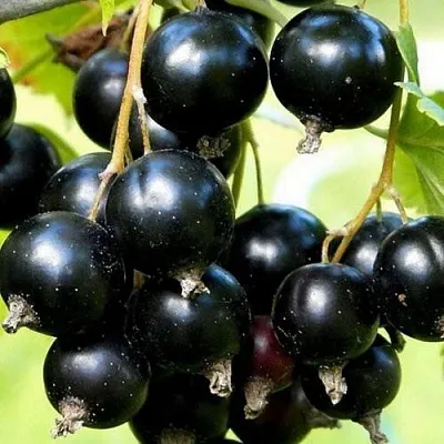 Смородина чёрная СОКРОВИЩЕ в Краснодаре