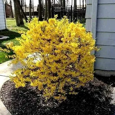 Форзиция ЛЕДНОГОРА промежуточная  Форзиция ЛЕДНОГОРА промежуточная в Краснодаре