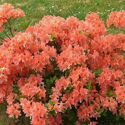Рододендрон ЯПОНСКИЙ ОРАНЖЕВЫЙ  Рододендрон ЯПОНСКИЙ ОРАНЖЕВЫЙ в Краснодаре