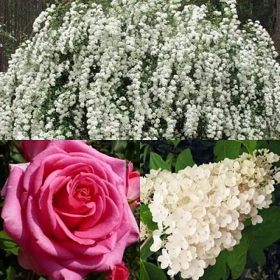 Комплект ВЕЧНАЯ КЛАССИКА в Краснодаре