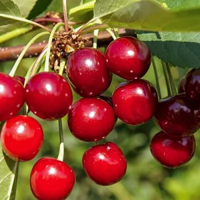 Вишня ЛЮБСКАЯ  Вишня ЛЮБСКАЯ в Краснодаре