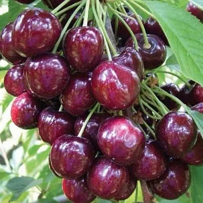 Черешня СЭМ колонновидная  Черешня СЭМ колонновидная в Краснодаре