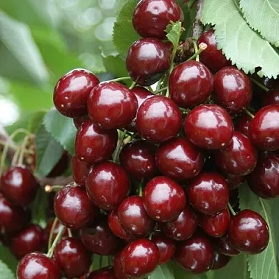 Черешня СИЛЬВИЯ колоновидная  Черешня СИЛЬВИЯ колоновидная в Краснодаре