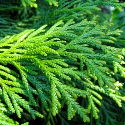 Туевик  Туевик в Краснодаре